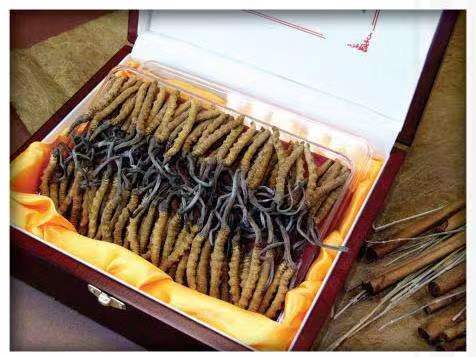 谷城冬虫夏草回收